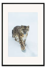 Gerahmter Kunstdruck Schneeleopard im hohen Schnee