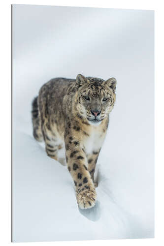 Gallery print Snow Leopard in deep snow