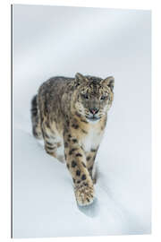 Galleriprint Snow Leopard in deep snow