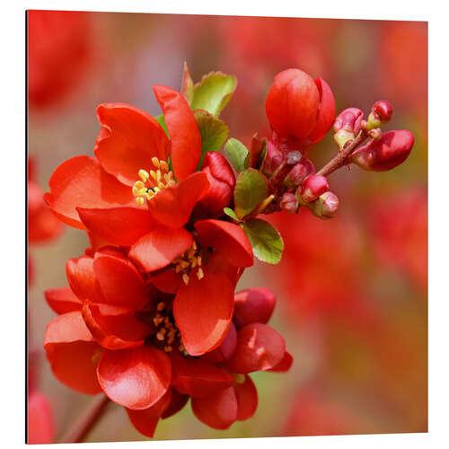 Aluminium print Japanese ornamental quince, red