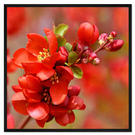 Gerahmter Kunstdruck Japanische Zierquitte, rot