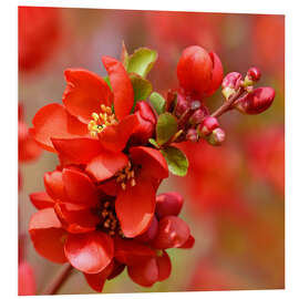 Foam board print Japanese ornamental quince, red