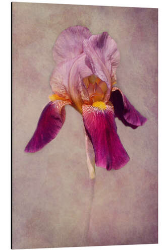 Alumiinitaulu Iris