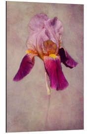 Alumiinitaulu Iris
