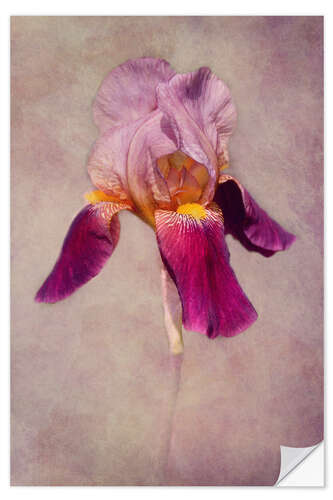 Sisustustarra Iris