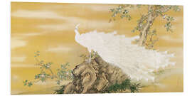 Foam board print White Peafowl