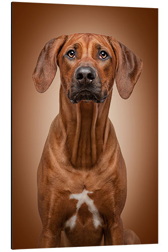 Aluminium print Rhodesian Ridgeback