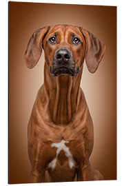 Cuadro de aluminio Rhodesian Ridgeback