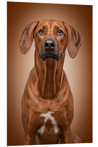 Foam board print Rhodesian Ridgeback