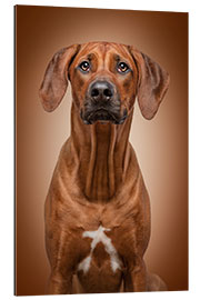 Quadro em plexi-alumínio Rhodesian Ridgeback