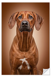 Wandsticker Rhodesian Ridgeback