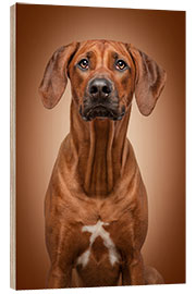 Hout print Rhodesian Ridgeback