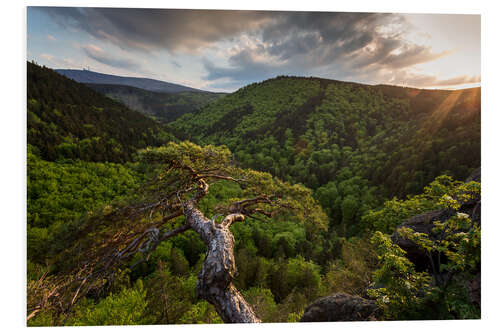 Foam board print Sunset Ilsestein / Harz