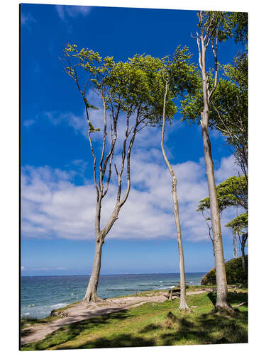 Aluminium print Coastal forest on shore of the Baltic Sea