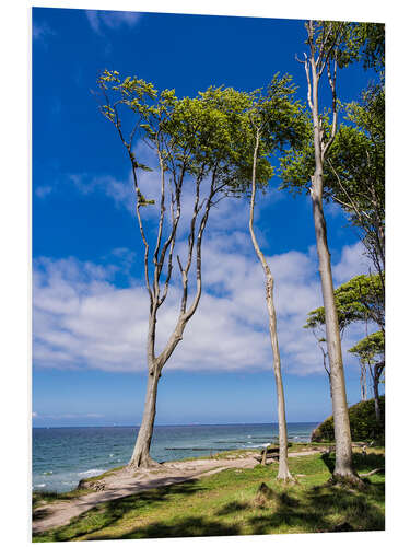 PVC print Coastal forest on shore of the Baltic Sea