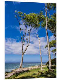 PVC print Coastal forest on shore of the Baltic Sea