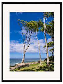 Gerahmter Kunstdruck Küstenwald an der Ostseeküste bei Nienhagen