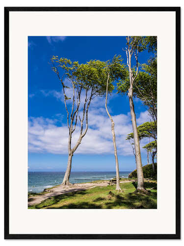 Kunsttryk i ramme Coastal forest on shore of the Baltic Sea