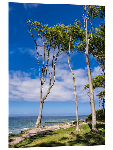 Quadro em plexi-alumínio Coastal forest on shore of the Baltic Sea