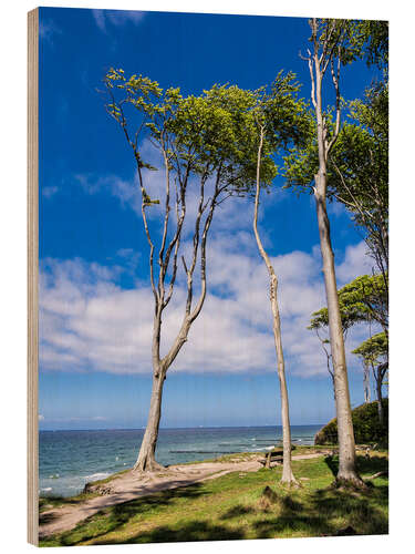 Tableau en bois Forêt côtière au bord de la mer baltique