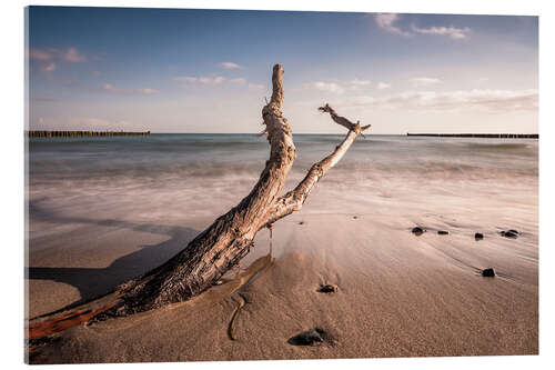 Acrylic print Drift wood on shore of the Baltic Sea