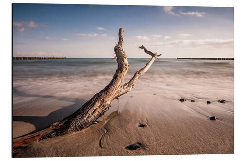 Aluminium print Drift wood on shore of the Baltic Sea