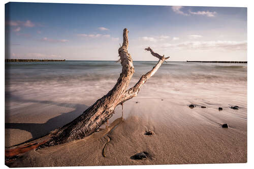 Canvas print Drift wood on shore of the Baltic Sea