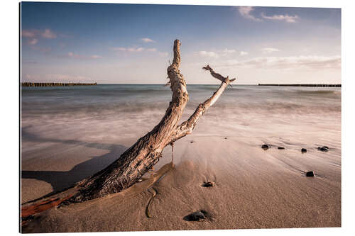 Stampa su plexi-alluminio Drift wood on shore of the Baltic Sea