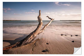 Selvklæbende plakat Drift wood on shore of the Baltic Sea