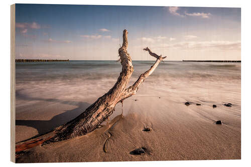 Holzbild Treibholz an der Ostsee bei Kühlungsborn