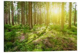 Tableau en aluminium Forêt ensoleillée