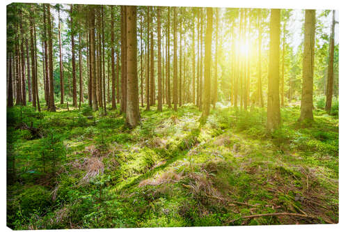 Lærredsbillede Sunshine in Forest