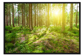 Gerahmter Kunstdruck Wald im Sonnenlicht