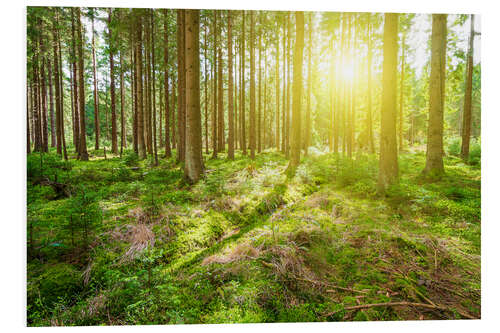 Foam board print Sunshine in Forest