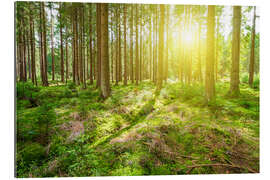 Tableau en plexi-alu Forêt ensoleillée