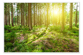 Wandbild  Wald im Sonnenlicht - euregiophoto