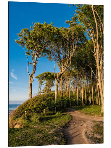 Cuadro de aluminio Coastal forest on shore of the Baltic Sea