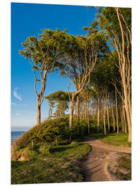 PVC print Coastal forest on shore of the Baltic Sea