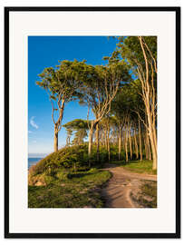 Framed art print Coastal forest on shore of the Baltic Sea