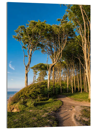 Tableau en plexi-alu Forêt côtière au bord de la mer Baltique