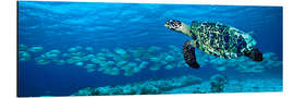 Cuadro de aluminio Hawksbill turtle