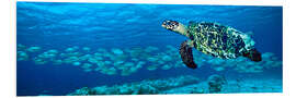 Foam board print Hawksbill turtle