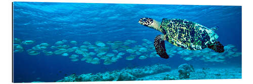 Galleriprint Hawksbill turtle