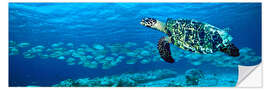 Muursticker Hawksbill turtle