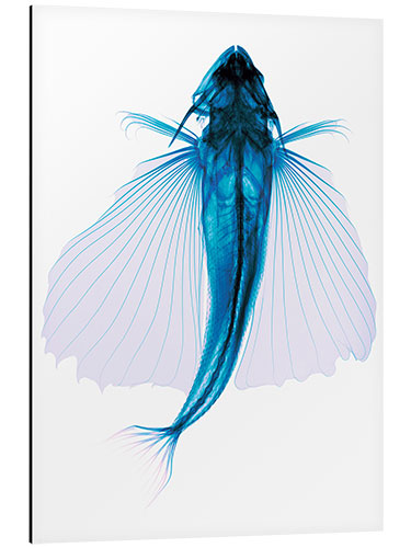 Tableau en aluminium Flying fish, X-ray