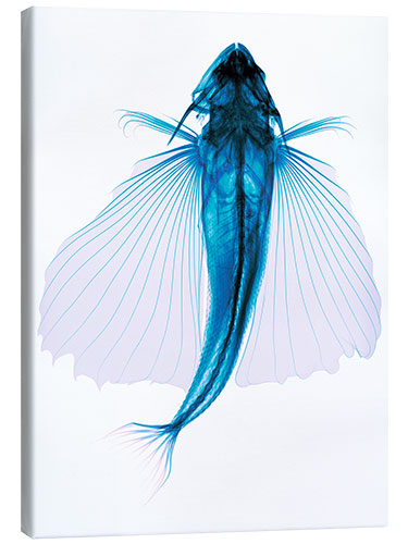 Leinwandbild Fliegender Fisch, X-ray