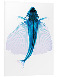 Foam board print Flying fish, X-ray