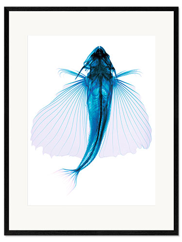 Impresión de arte enmarcada Flying fish, X-ray