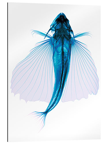 Galleritryk Flying fish, X-ray