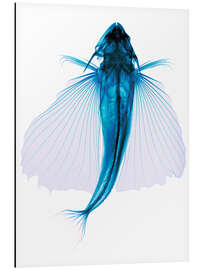 Magnettafel Fliegender Fisch, X-ray